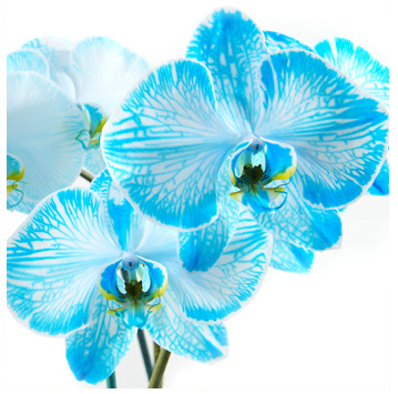 Bouquet Orchidée Bleue Au Pays des Fleurs